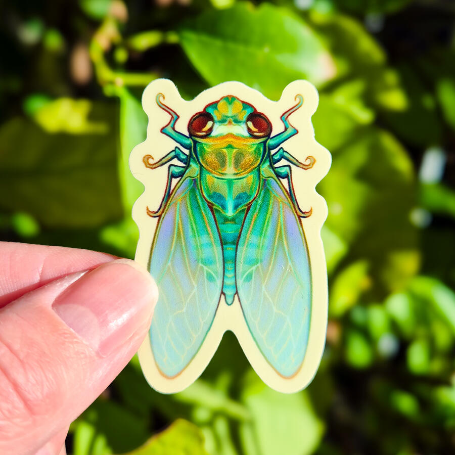 Cicada
