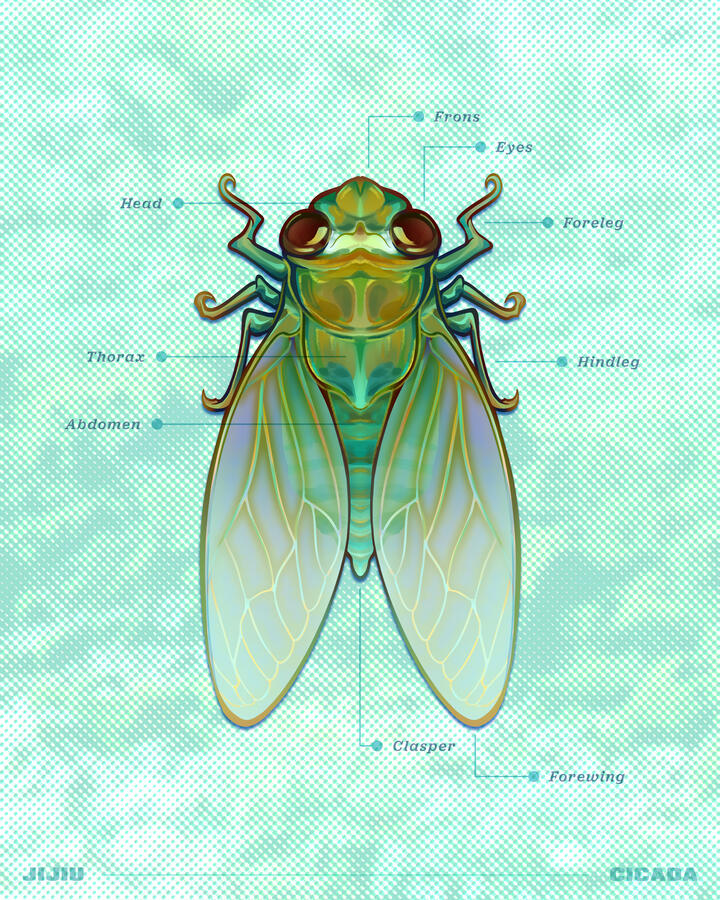 Cicada (2026)