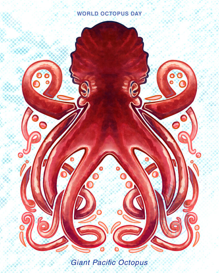 World Octopus Day (2026)