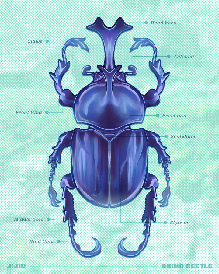 Rhino Beetle (2026)
